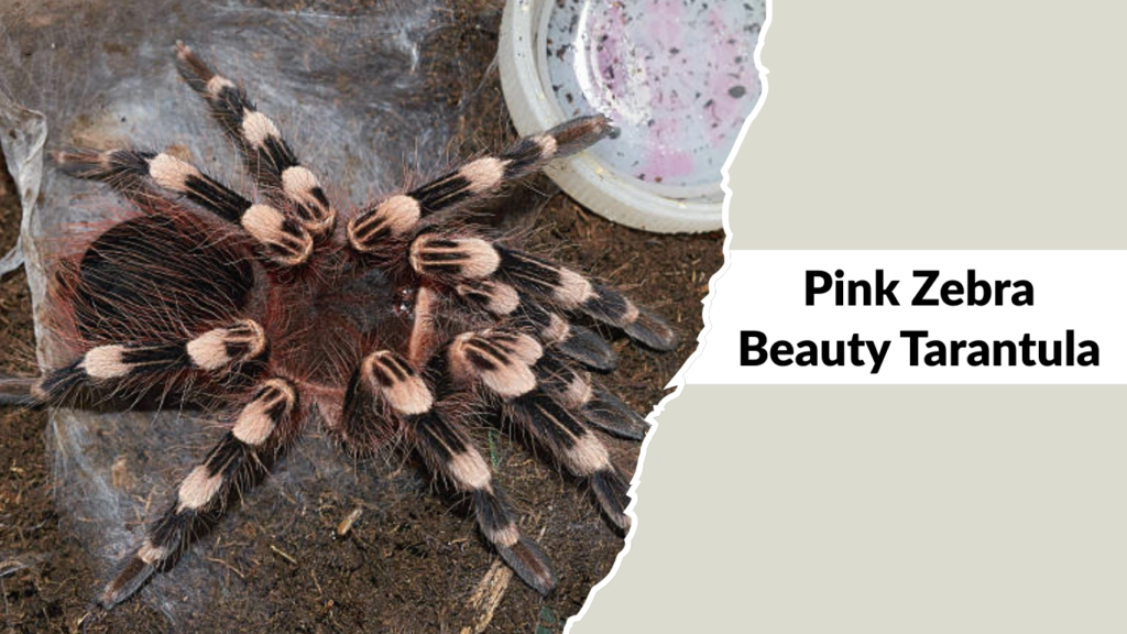 Pink Zebra Beauty Tarantula