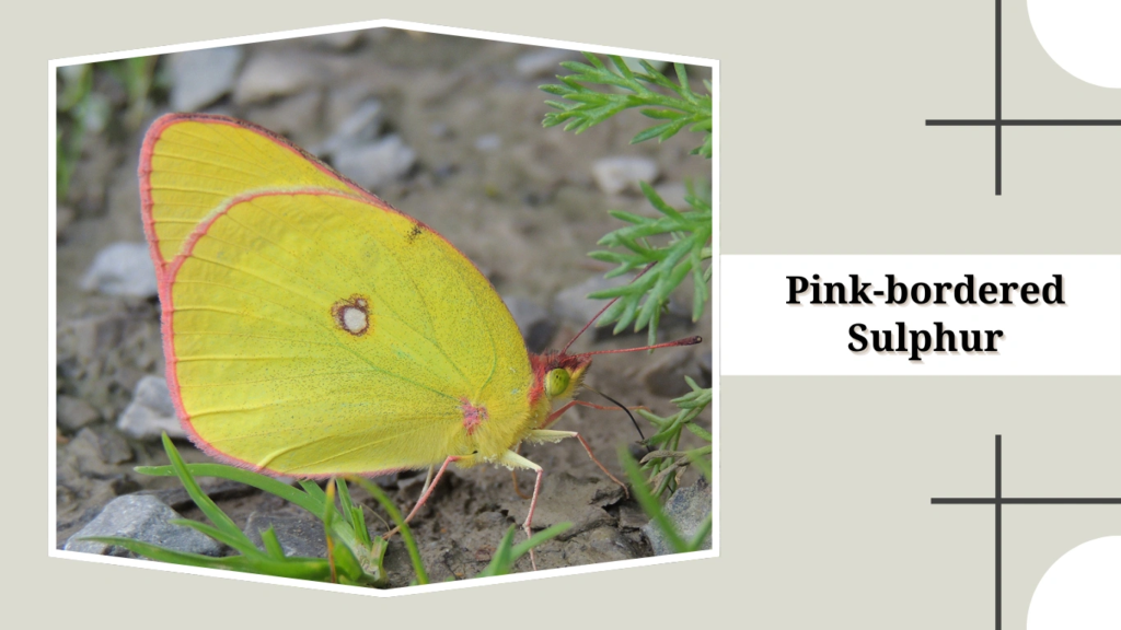 Pink-bordered Sulphur
