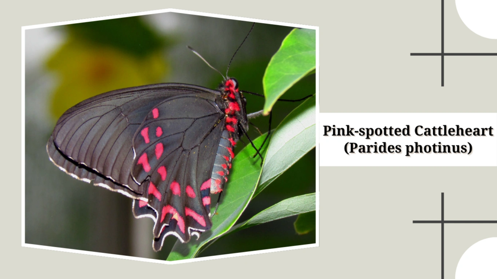 Pink-spotted Cattleheart (Parides photinus)