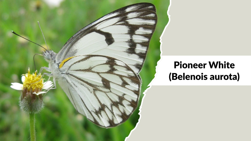 Pioneer White (Belenois aurota)