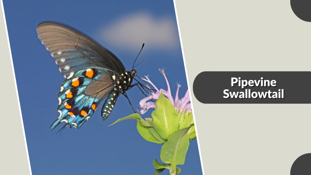 Pipevine Swallowtail