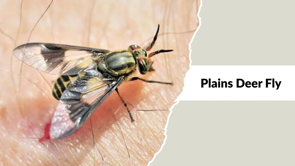 Plains Deer Fly