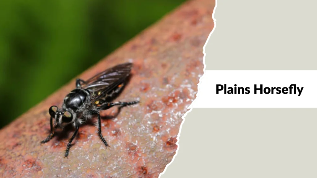 Plains Horsefly
