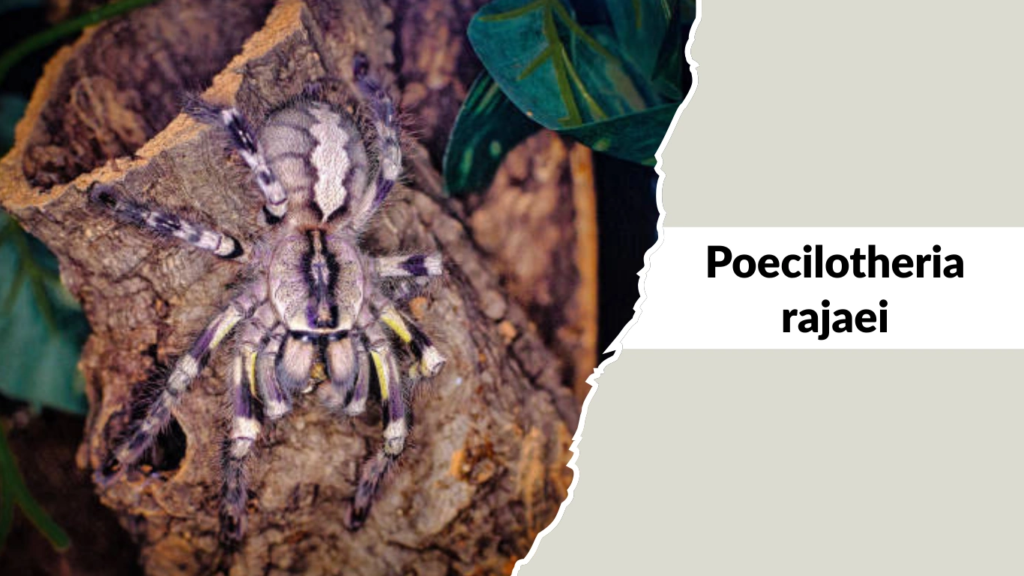 Poecilotheria rajaei