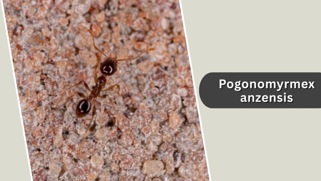 Pogonomyrmex anzensis