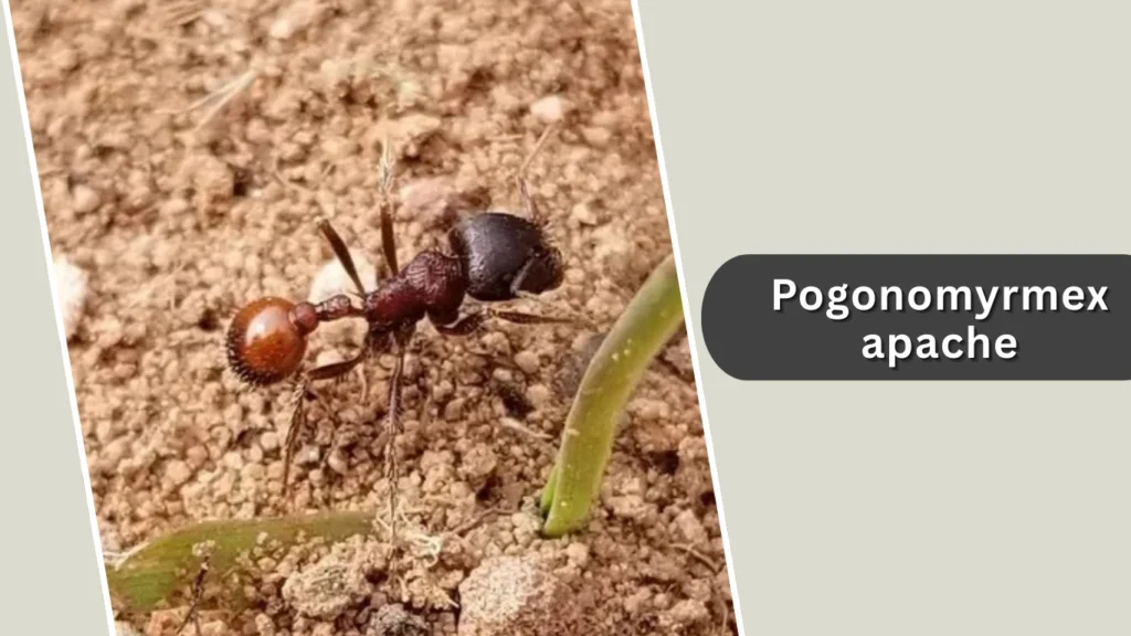 Pogonomyrmex apache