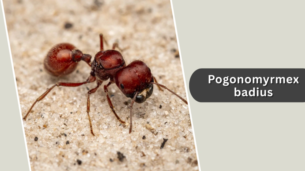 Pogonomyrmex badius
