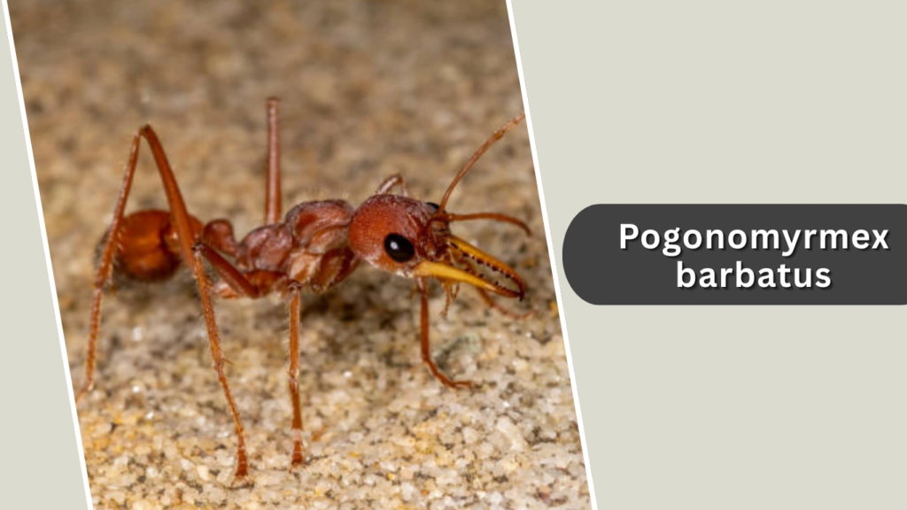 Pogonomyrmex barbatus
