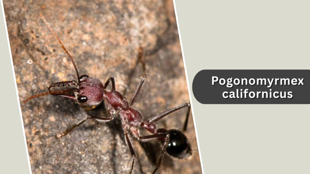 Pogonomyrmex californicus