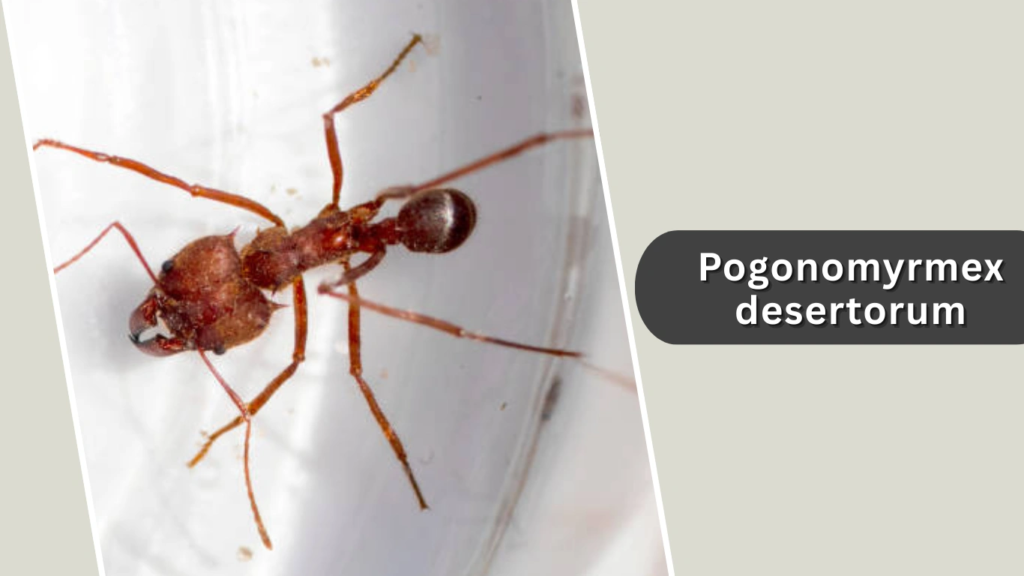 Pogonomyrmex desertorum