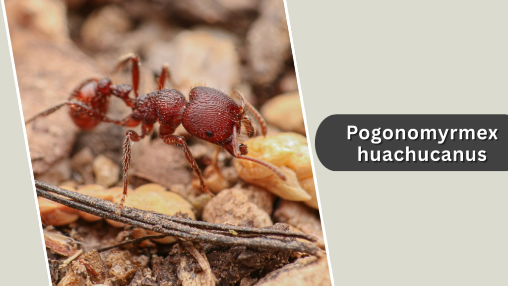 Pogonomyrmex huachucanus