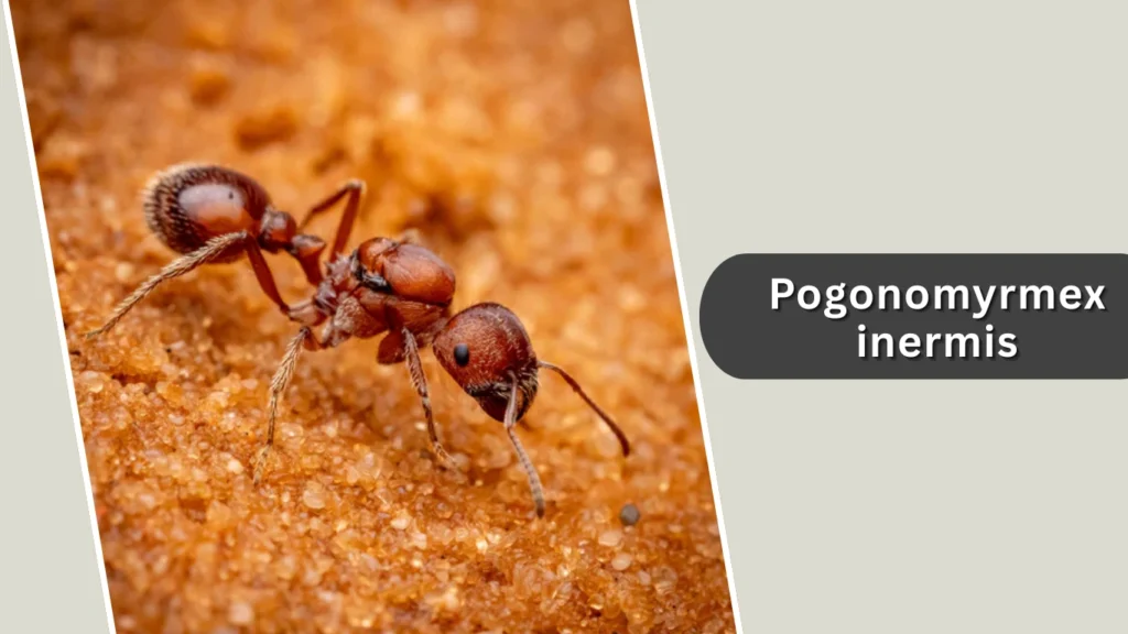 Pogonomyrmex inermis
