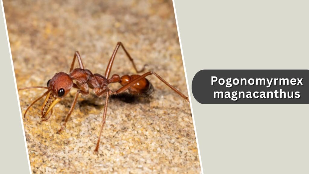 Pogonomyrmex magnacanthus