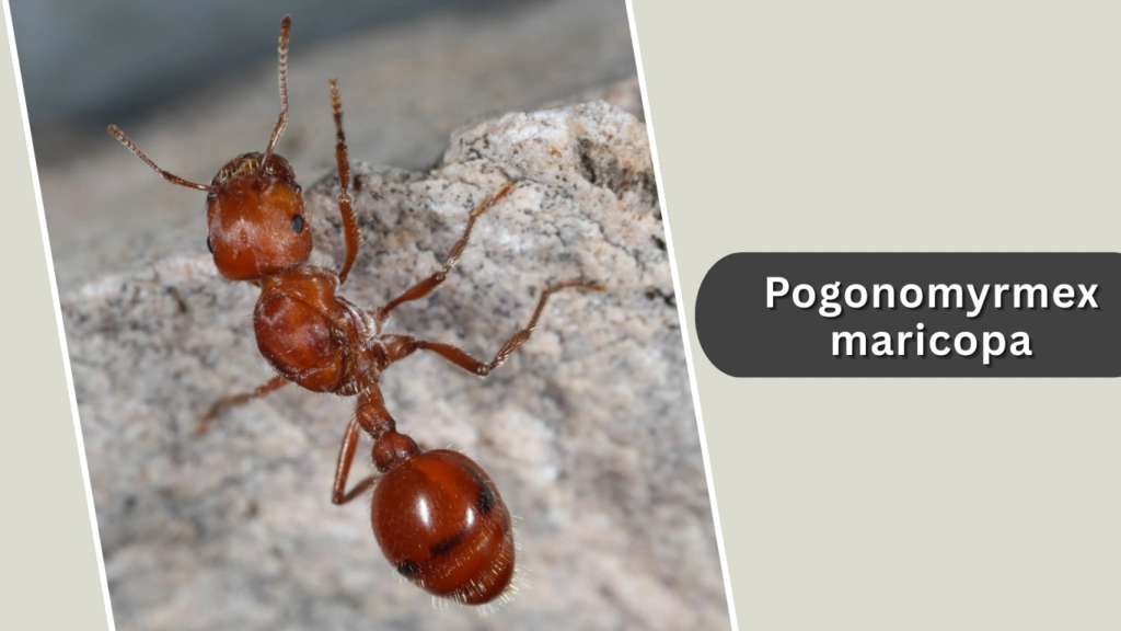 Pogonomyrmex maricopa