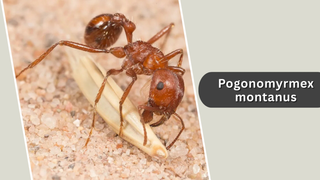 Pogonomyrmex montanus