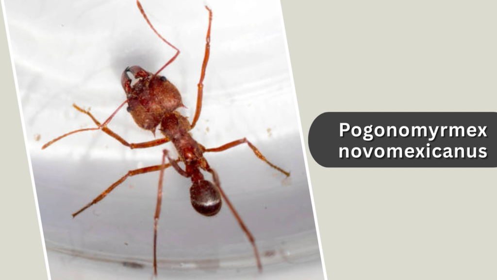 Pogonomyrmex novomexicanus