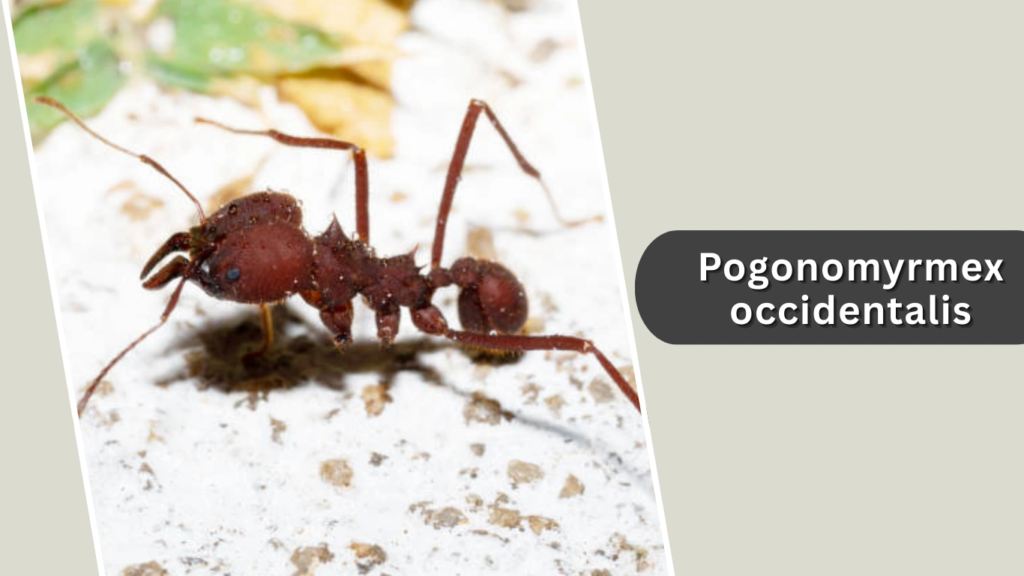 Pogonomyrmex occidentalis