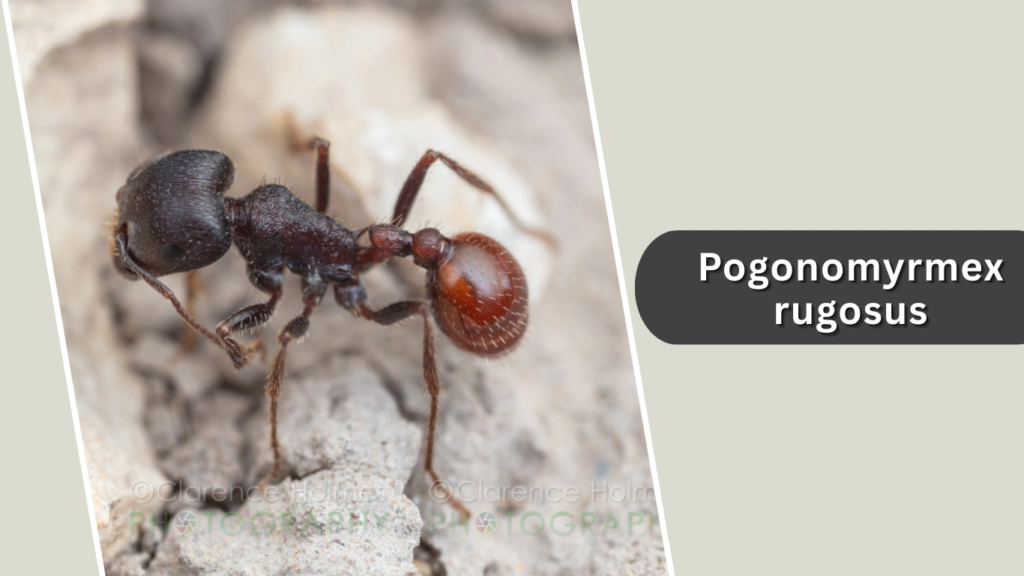 Pogonomyrmex rugosus