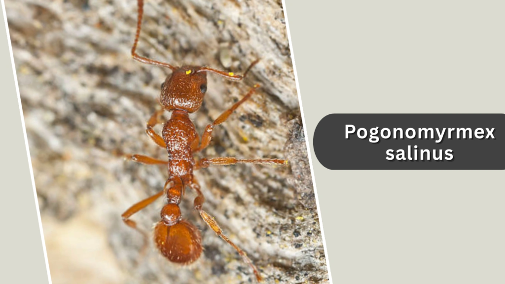 Pogonomyrmex salinus