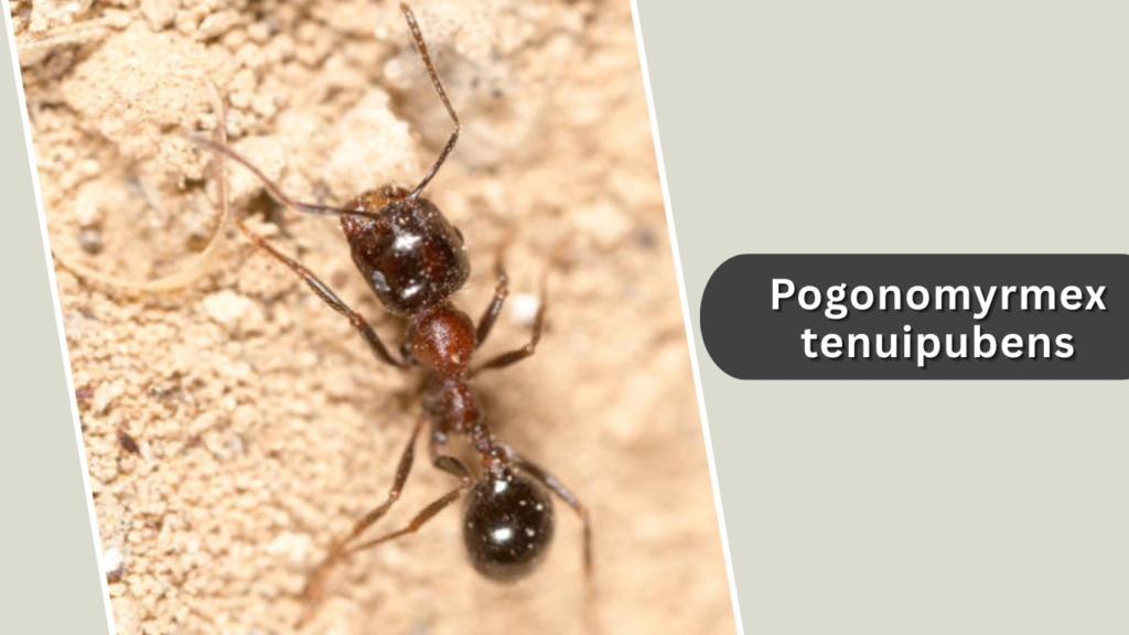Pogonomyrmex tenuipubens