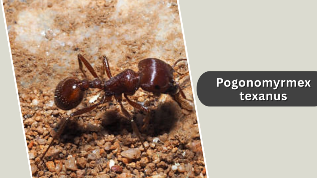 Pogonomyrmex texanus