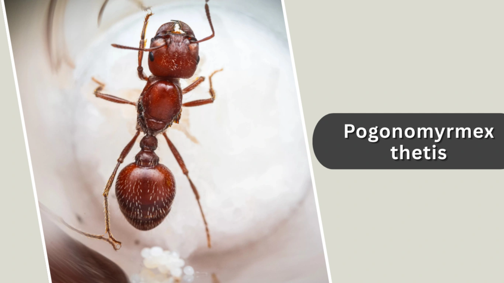 Pogonomyrmex thetis