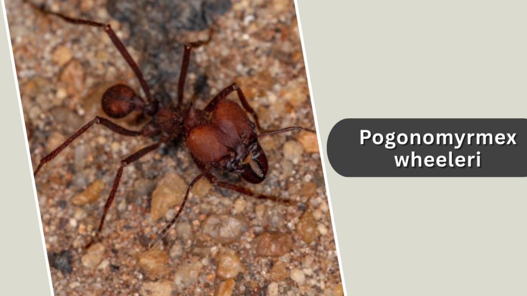 Pogonomyrmex wheeleri