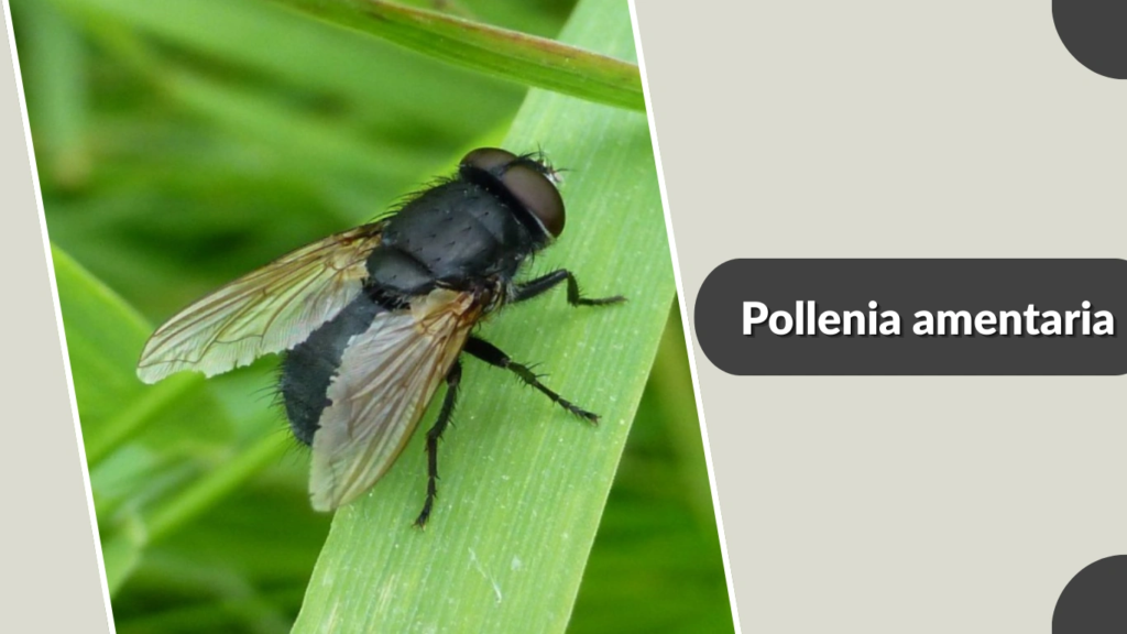 Pollenia amentaria