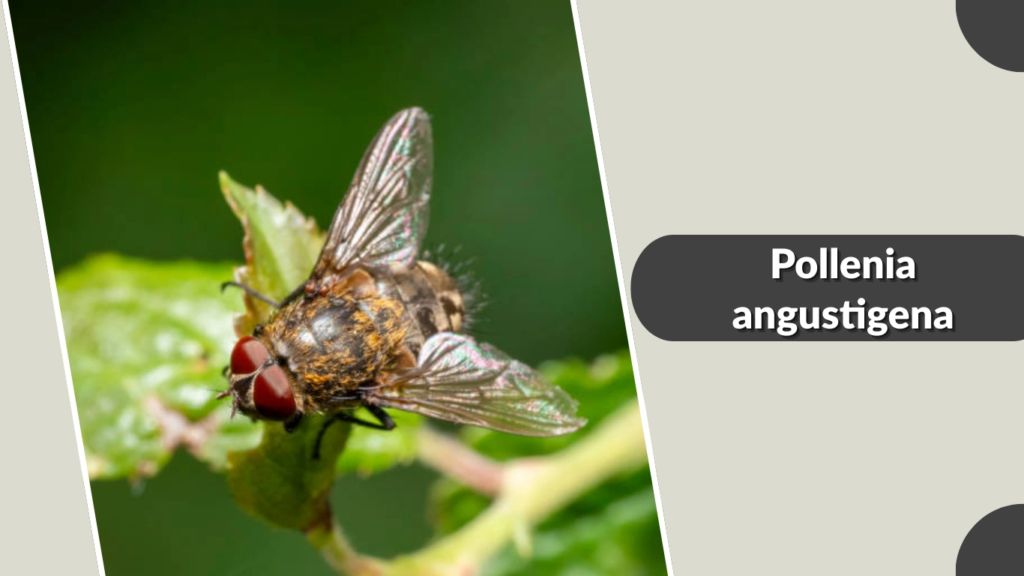 Pollenia angustigena