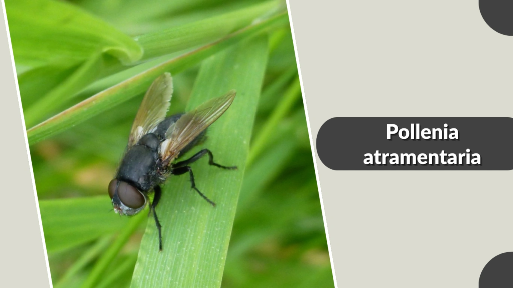 Pollenia atramentaria
