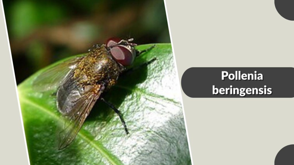 Pollenia beringensis