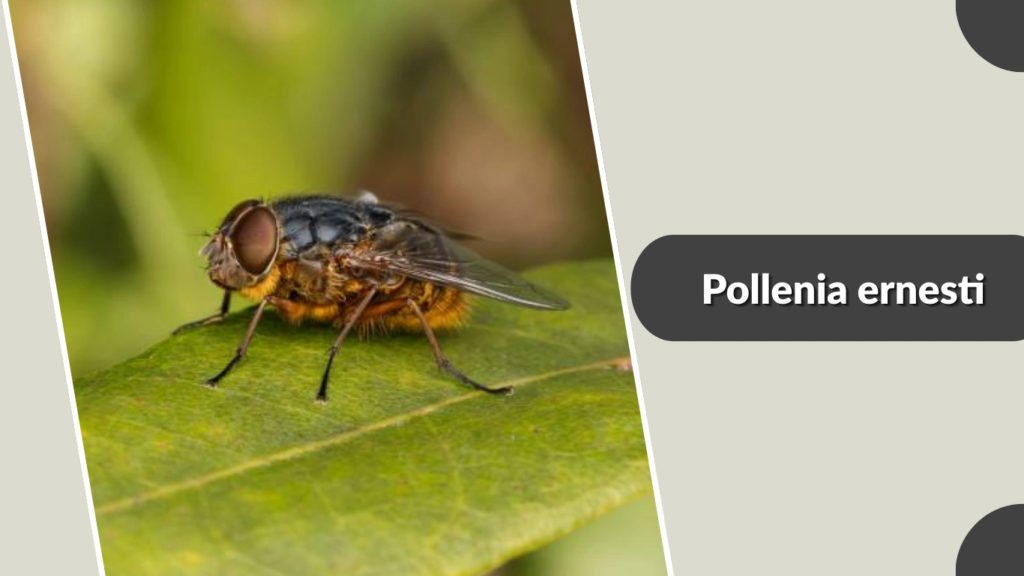 Pollenia ernesti