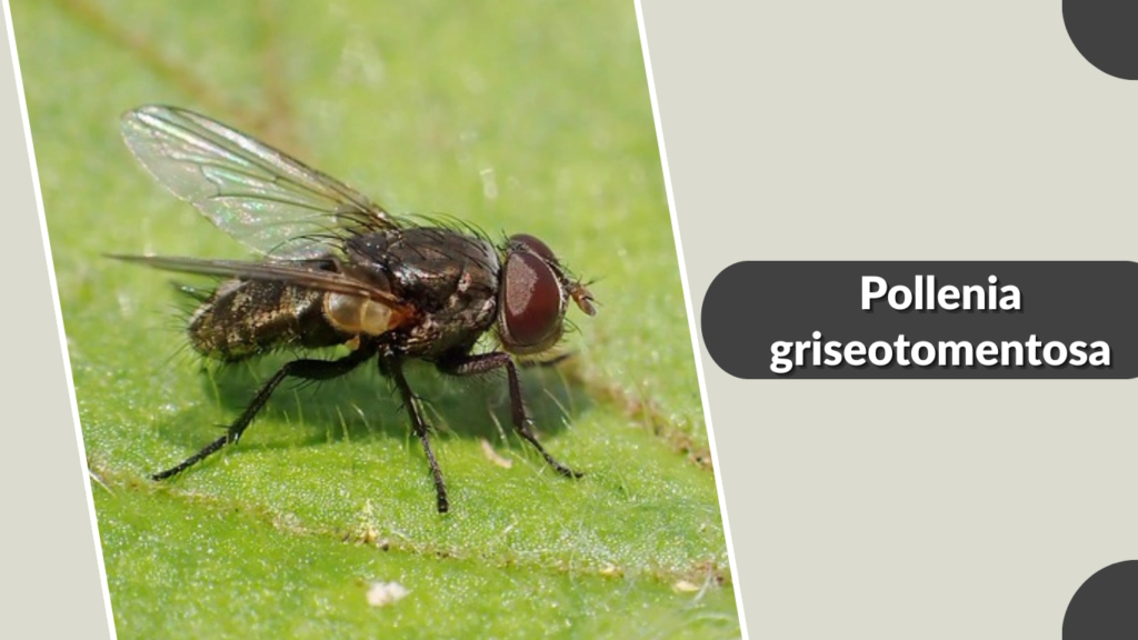 Pollenia griseotomentosa