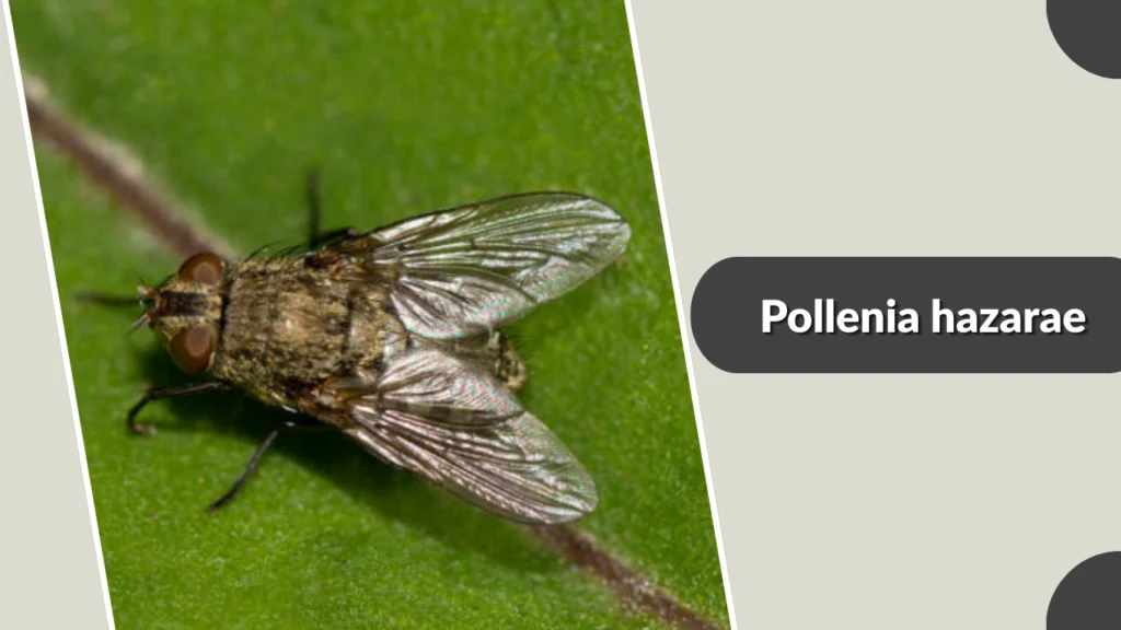 Pollenia hazarae