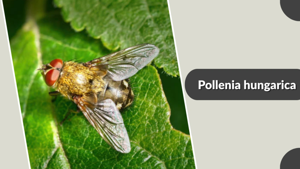 Pollenia hungarica