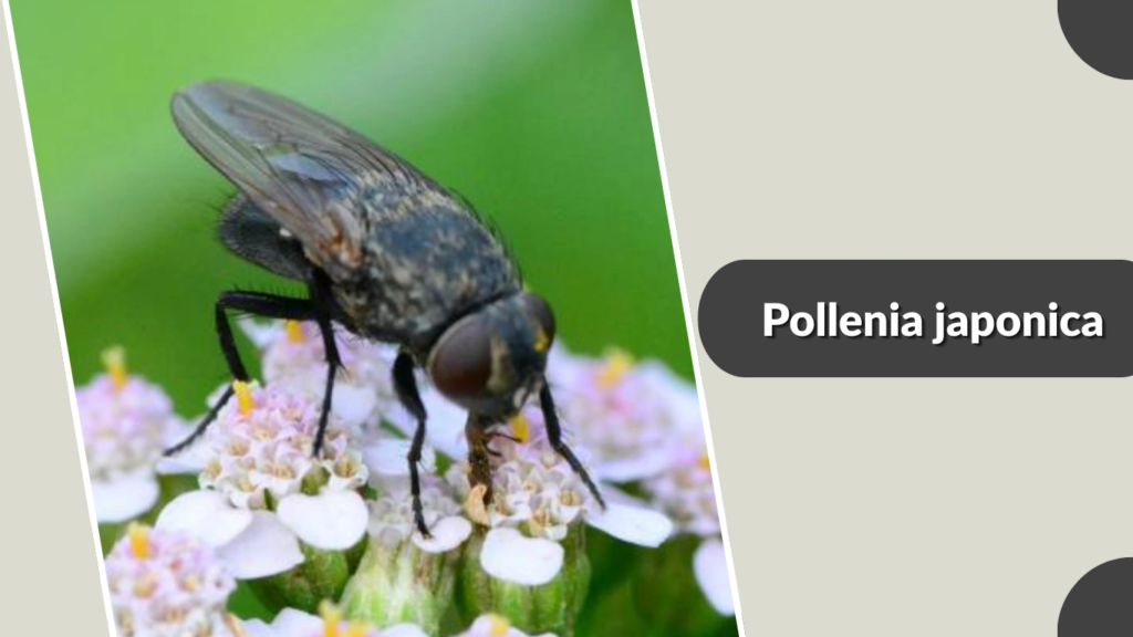 Pollenia japonica