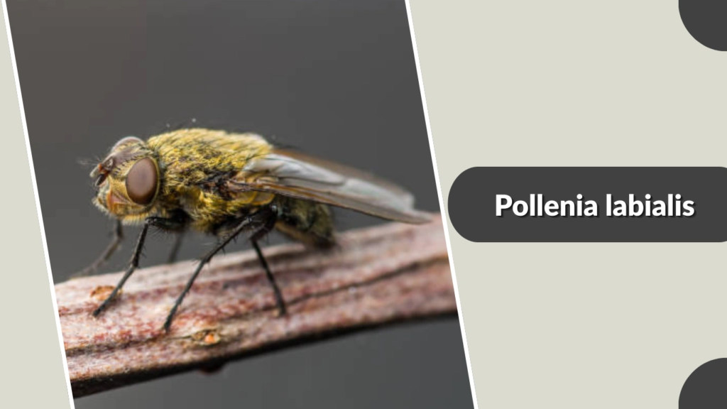 Pollenia labialis