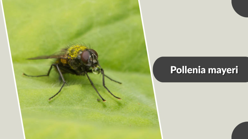 Pollenia mayeri