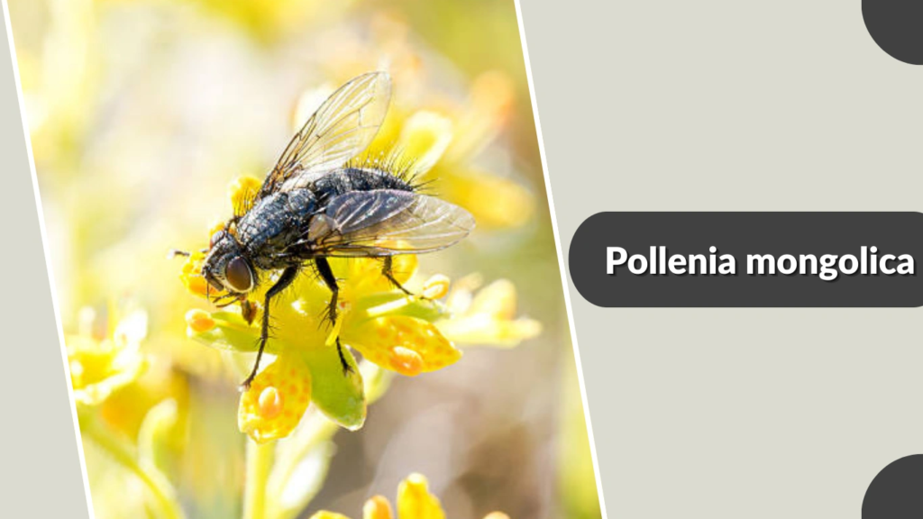 Pollenia mongolica