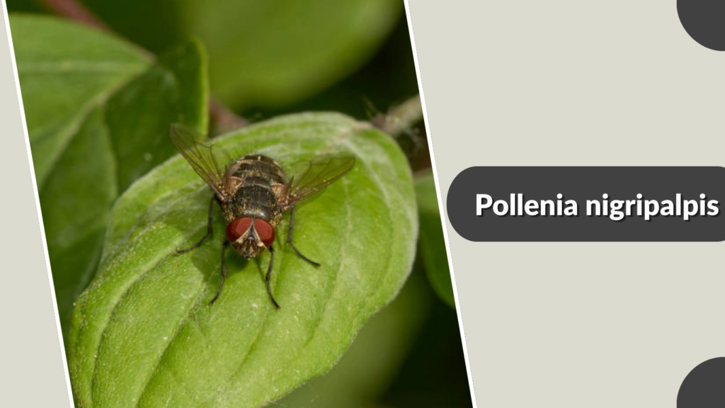 Pollenia nigripalpis