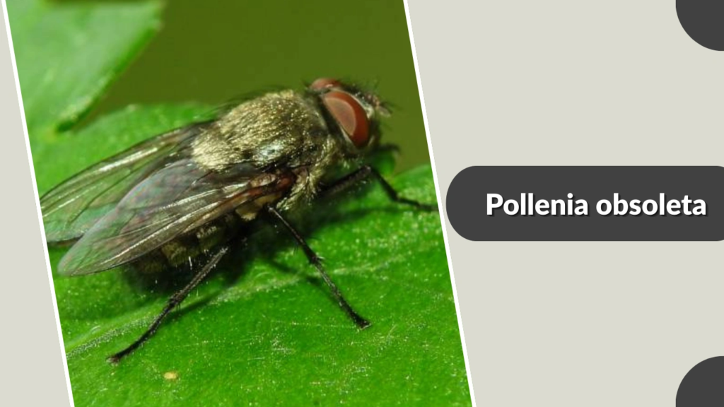 Pollenia obsoleta