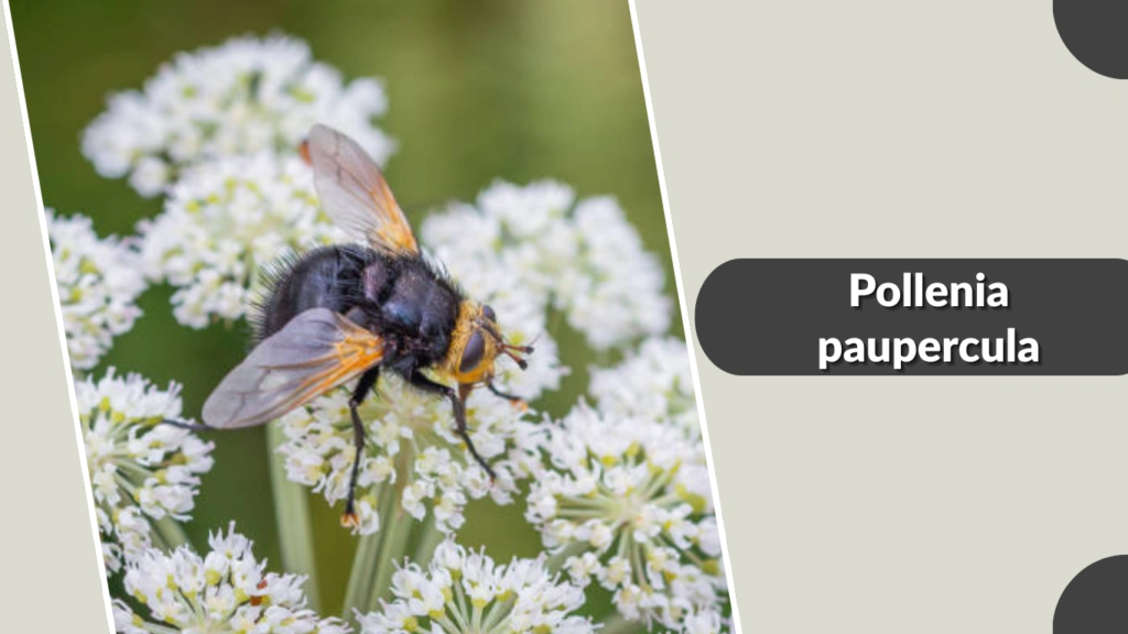 Pollenia paupercula