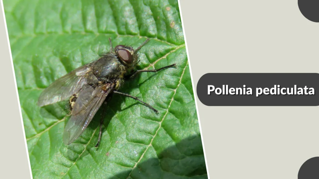 Pollenia pediculata