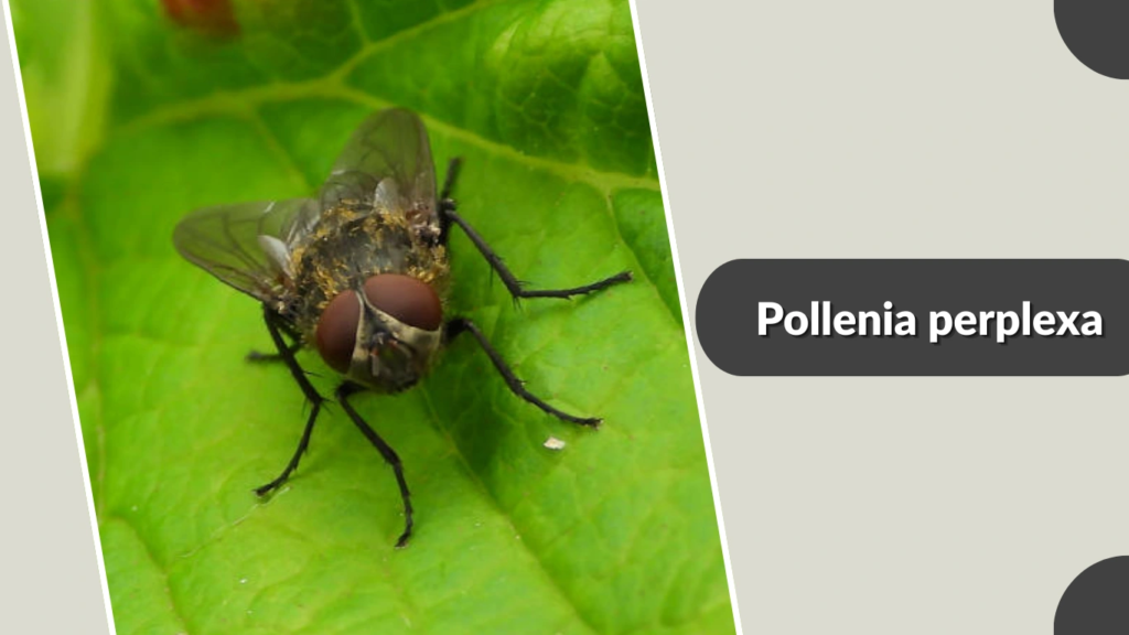 Pollenia perplexa