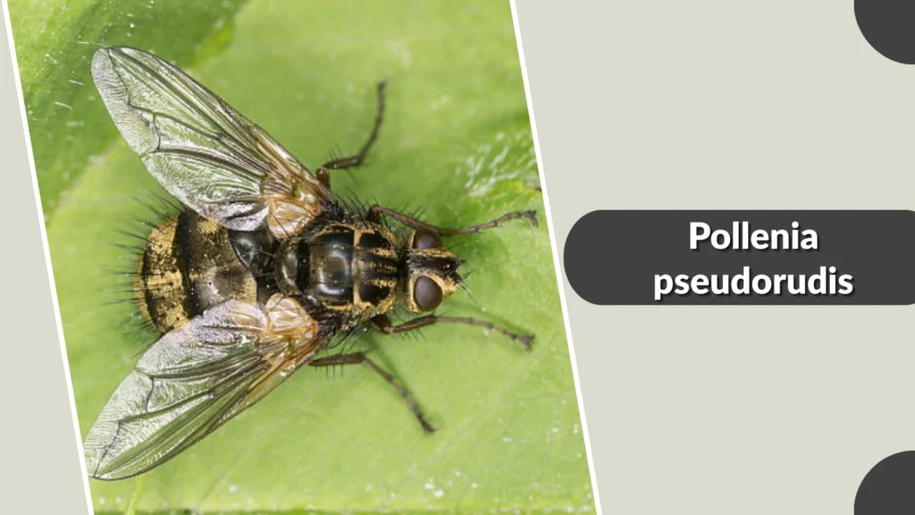 Pollenia pseudorudis