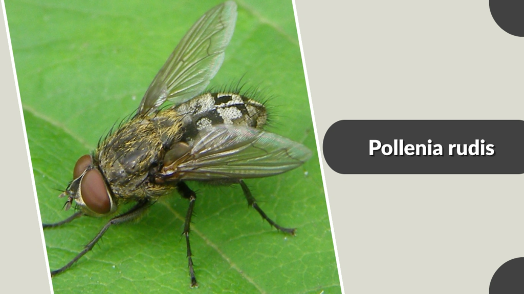 Pollenia rudis