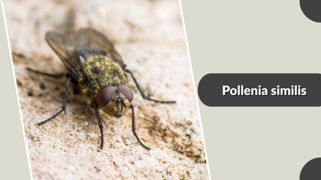 Pollenia similis