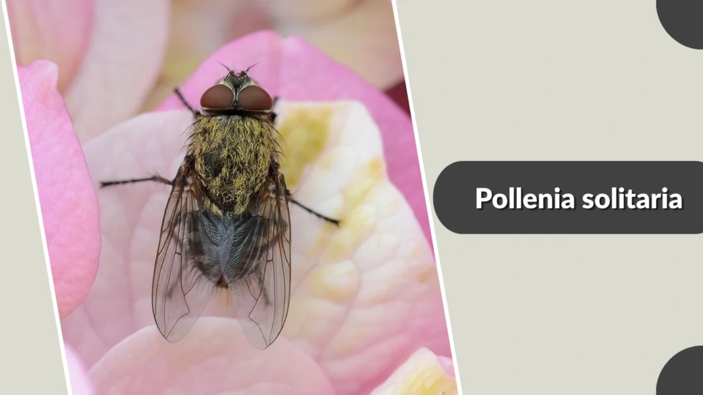 Pollenia solitaria