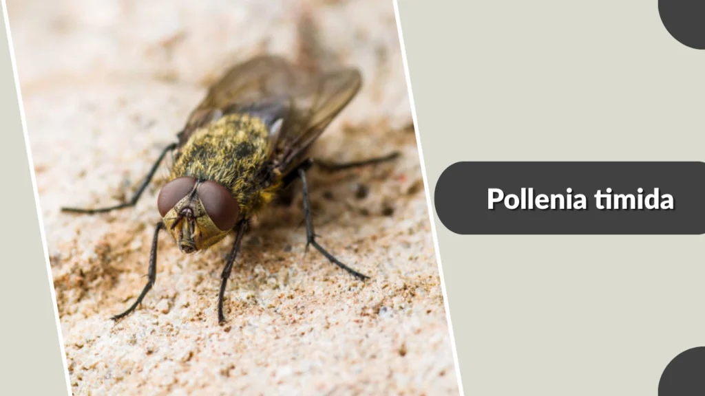 Pollenia timida