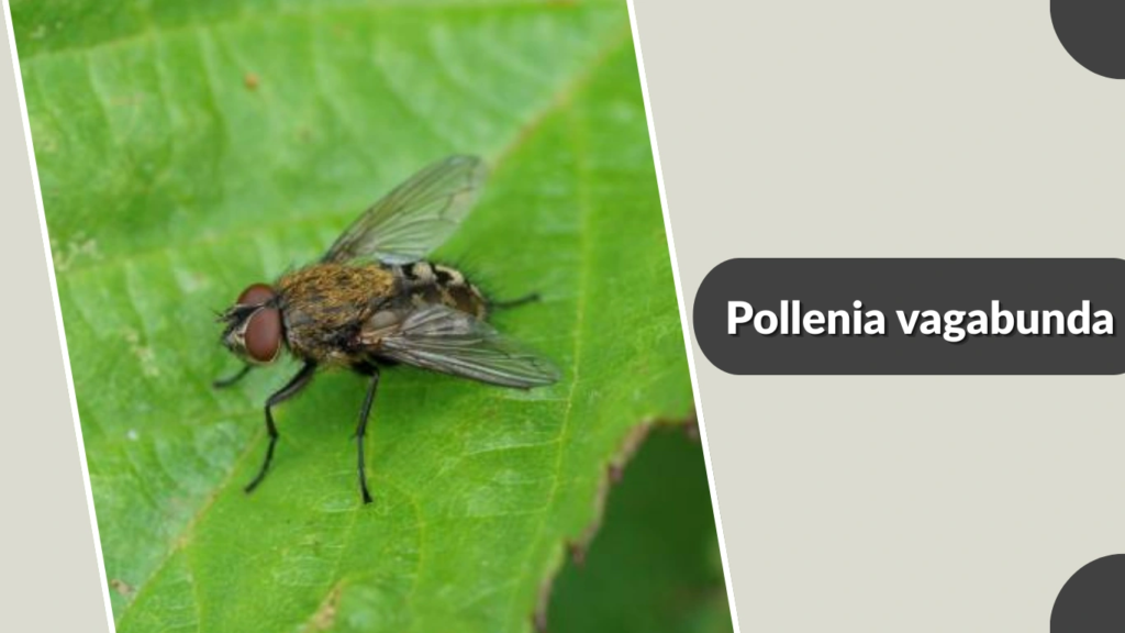 Pollenia vagabunda